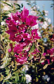 Bougainvillea, romantický keř