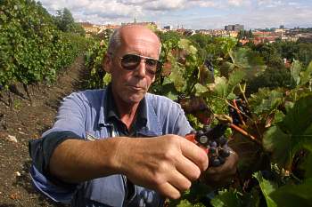 Vinař Antonín Tureček